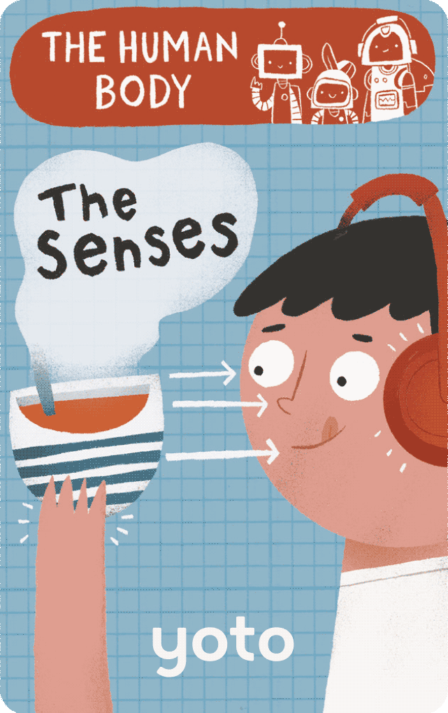 The Human Body: The Senses